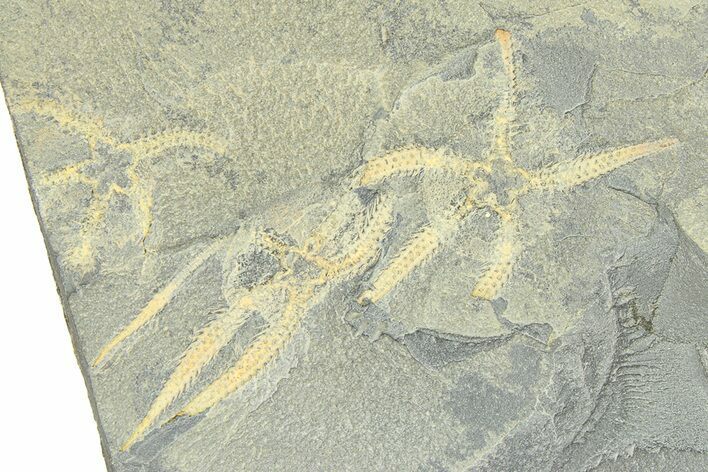 Three Ordovician Brittle Stars (Ophiura) - Morocco #290635